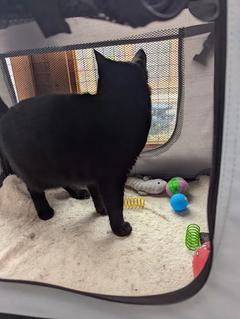 Pippins Boarding Cattery