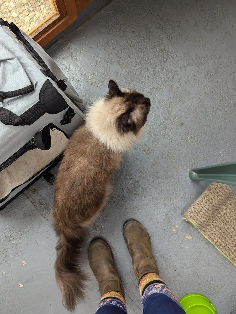 Pippins Boarding Cattery