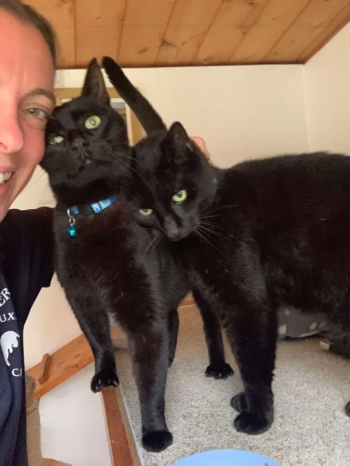 Pippins Boarding Cattery