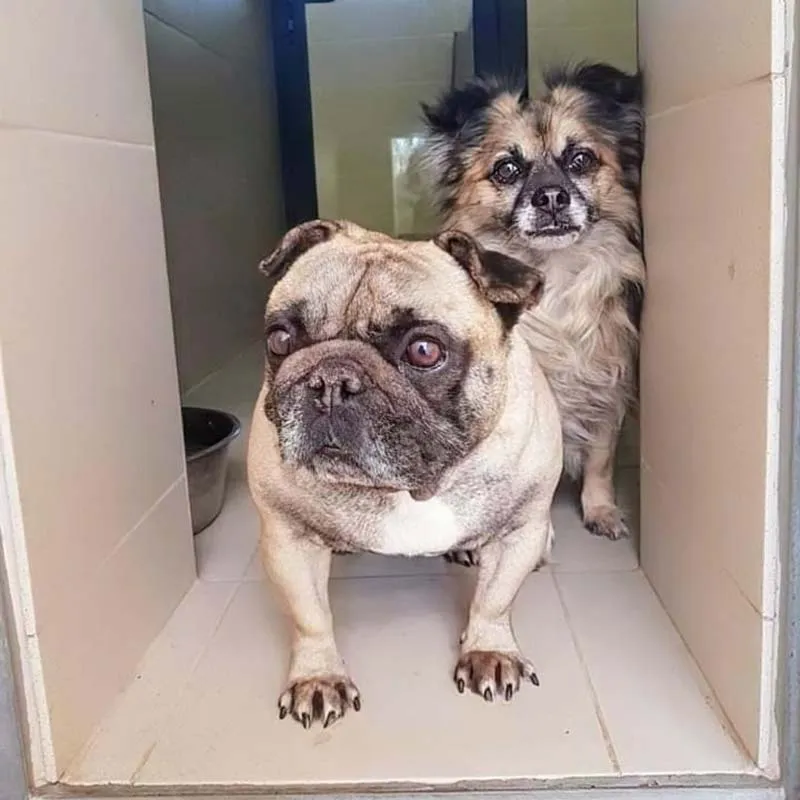 Warren Wood Kennels & Cattery, Chester - Photo 4 of 4