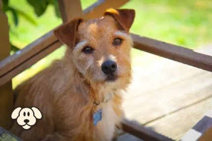 Rachels Doggy Lodge, Braintree - Photo 1 of 2