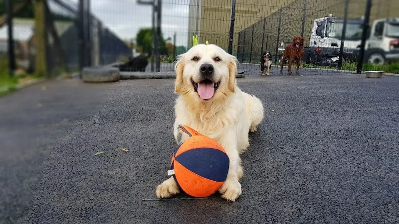 VIP - Very Important Paws