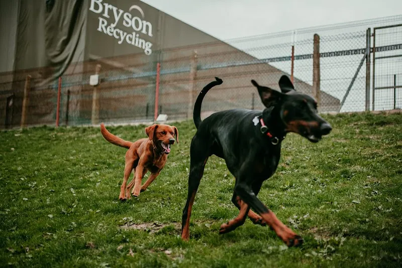 VIP - Very Important Paws