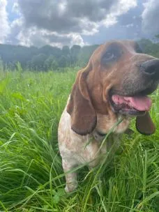 Pawsitive Retreat Cheshire, Warrington - Photo 1 of 2