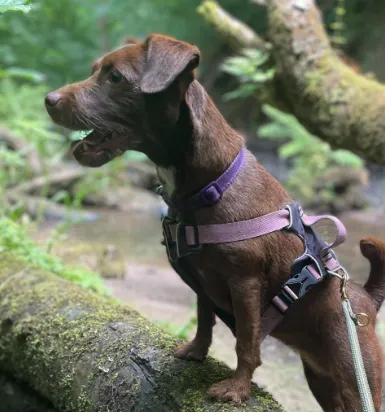 Pawsitive Retreat Cheshire