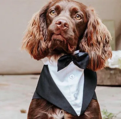 Pawsitive Retreat Cheshire