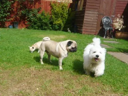 Teddy's Dog Care, Northampton - Photo 1 of 3