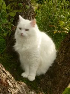 Marshfoot Cattery, Hailsham - Photo 1 of 4