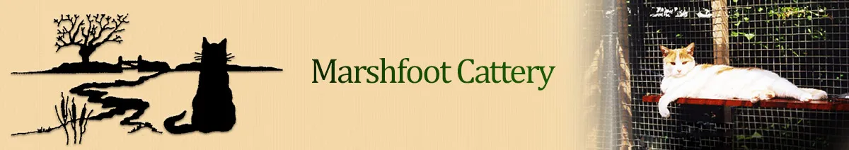 Marshfoot Cattery, Hailsham - Photo 4 of 4