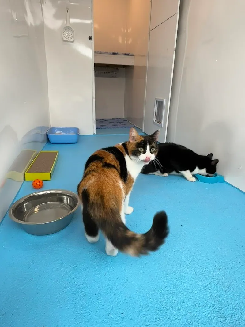 Paces and Paws - Cattery & Pet Services