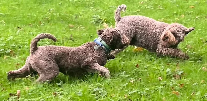 Birchwood Horses & Dogs