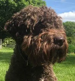 Birchwood Horses & Dogs