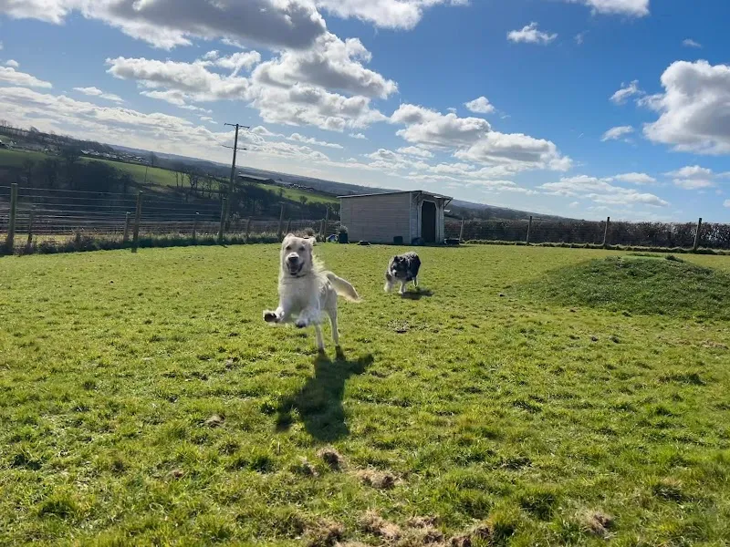 Millin Brook Luxury Dog Boarding