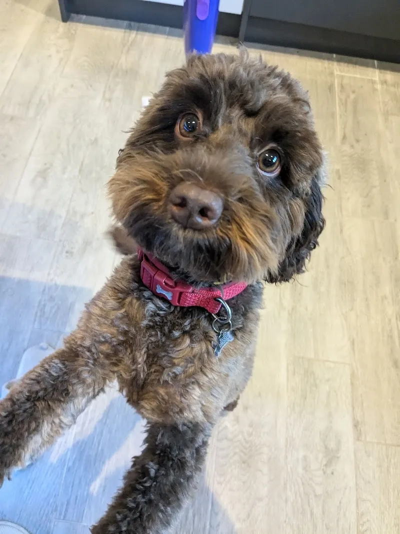 Pawsome Play Pet Resort