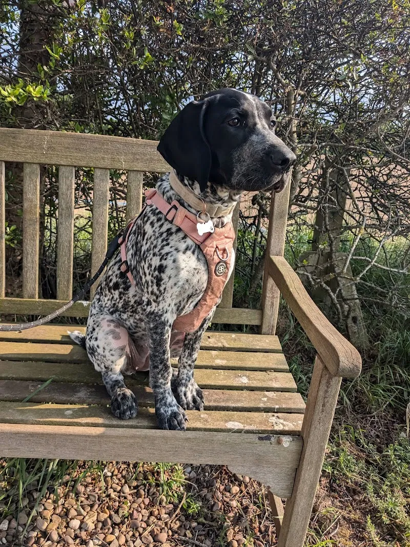 Pawsome Play Pet Resort