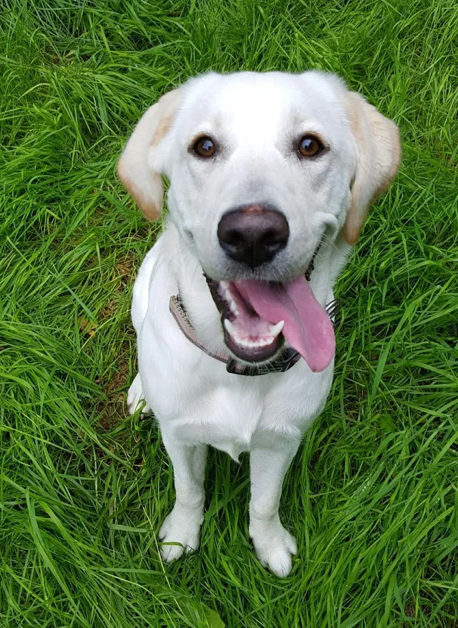 Pawsome Play Pet Resort