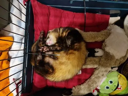 Kiras Kritter Sitter, crawley