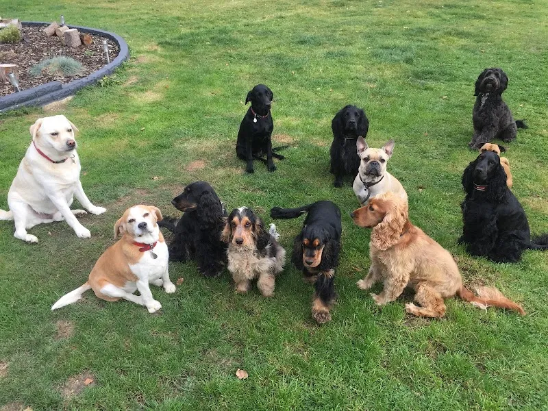 Pawtopia Doggy Day Care & Dog Hotel