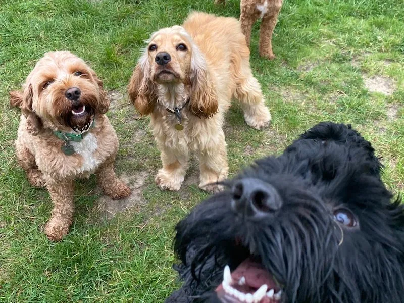 Pawtopia Doggy Day Care & Dog Hotel