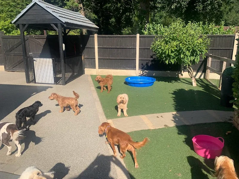 Pawtopia Doggy Day Care & Dog Hotel