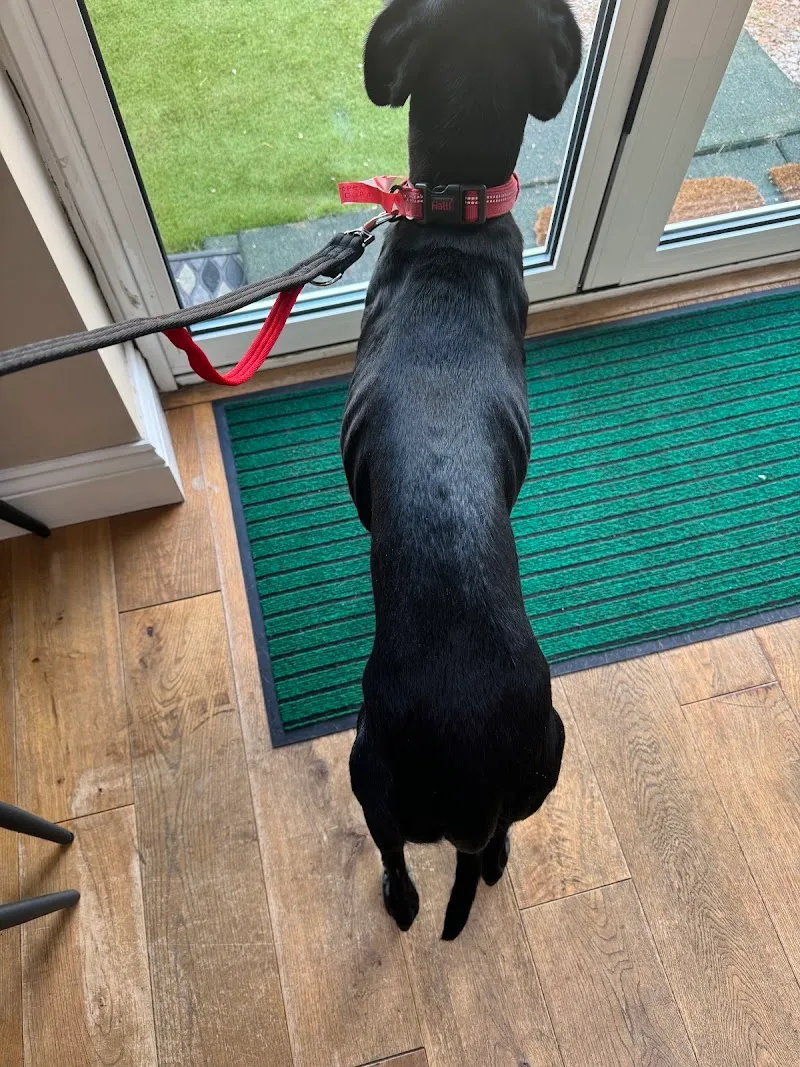 Daws Heath Boarding Kennels