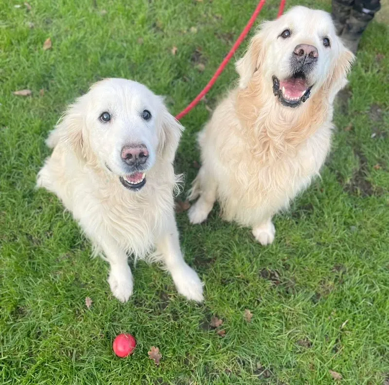 Daws Heath Boarding Kennels