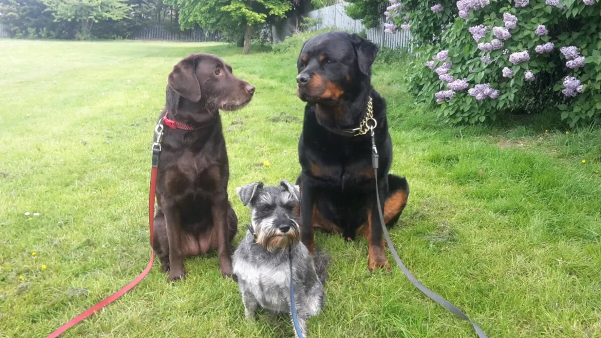 Always Waggy Tails Luxury Kennels - Photo 2