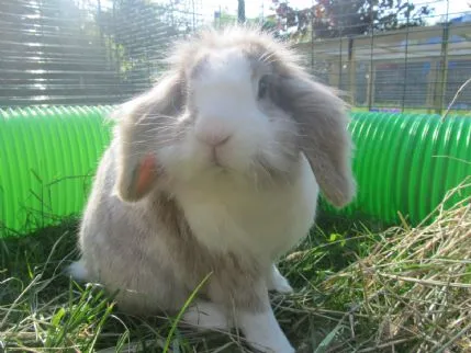 Bunny Boarders, ELY - Photo 1 of 2