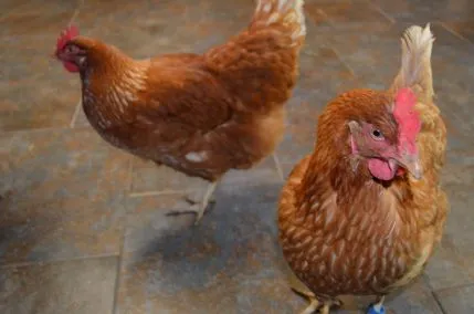 CRITTER CRECHE, HIGH PEAK