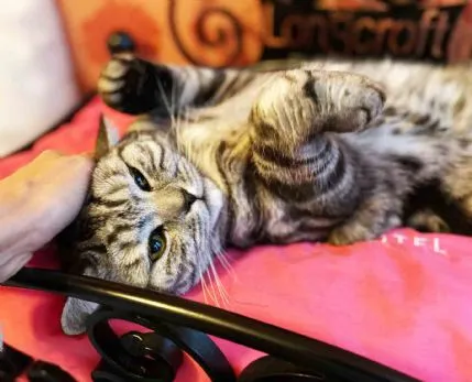 Longcroft Luxury Cat Hotel Bursledon / Hampshire, Southampton - Photo 1 of 2