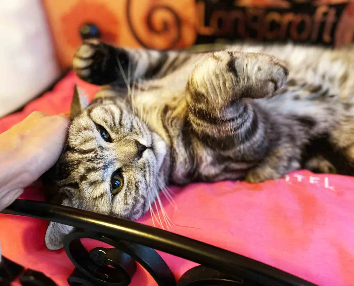 Longcroft Luxury Cat Hotel Bursledon / Hampshire, Southampton - Photo 2 of 2