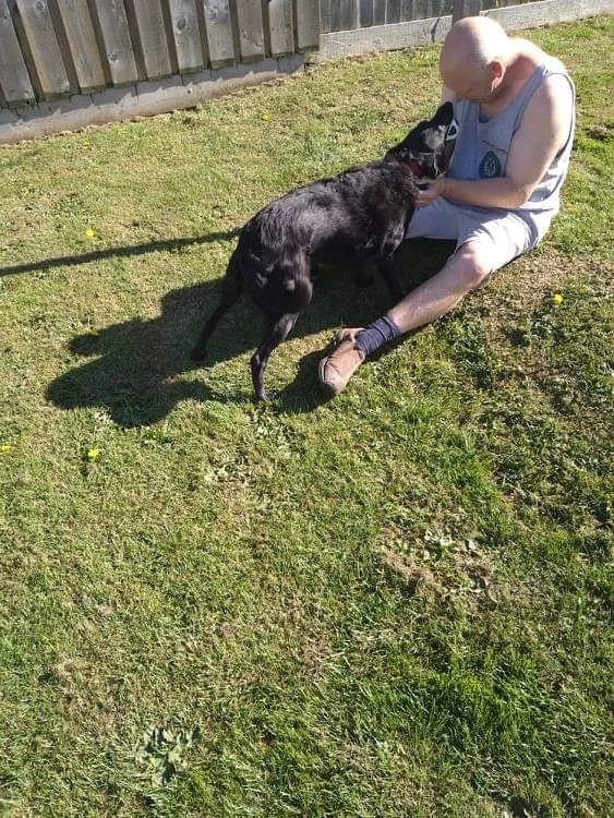 the lodge boarding kennels