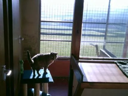 Lees Moor Cattery, Keighley - Photo 1 of 4