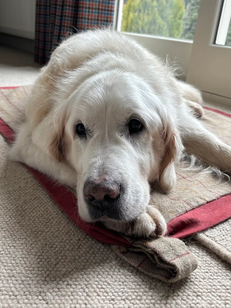 Arlickhill Boarding Kennels