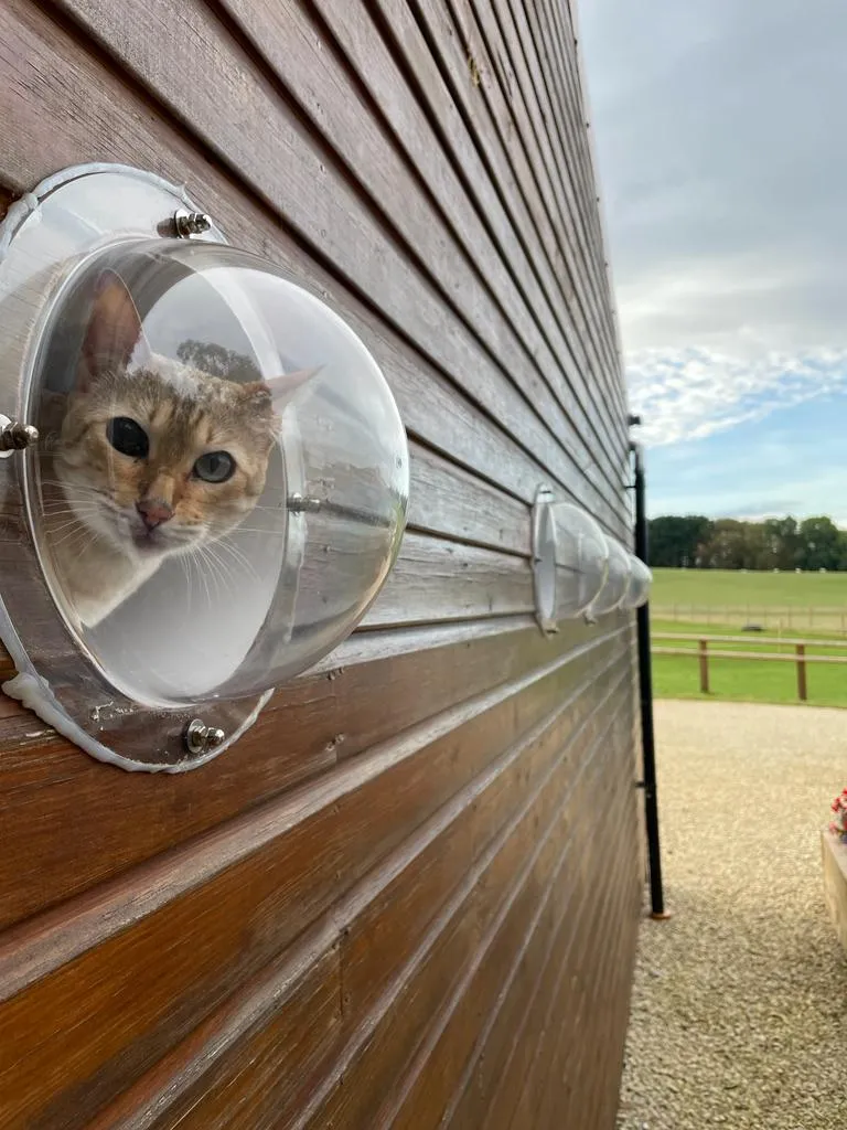 KP Cattery