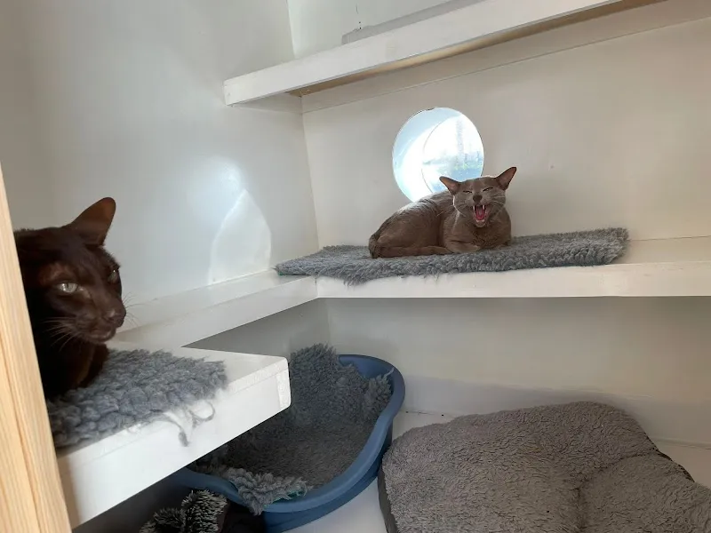 KP Cattery