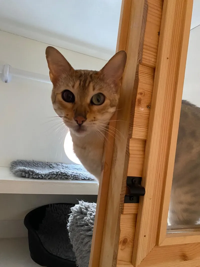 KP Cattery