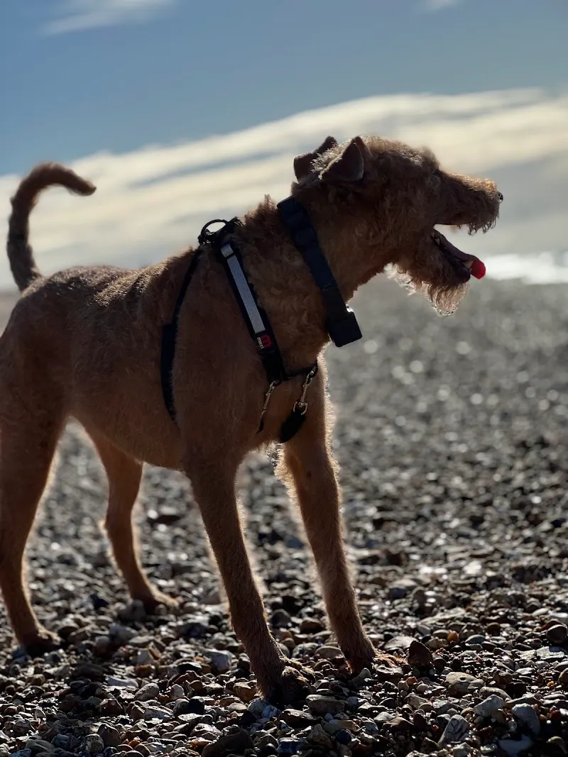 Doggie Holiday Homes Jake