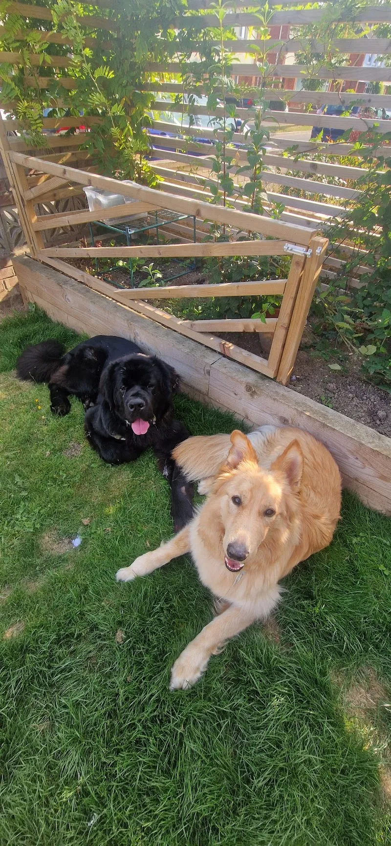 Doggie Holiday Homes Jake