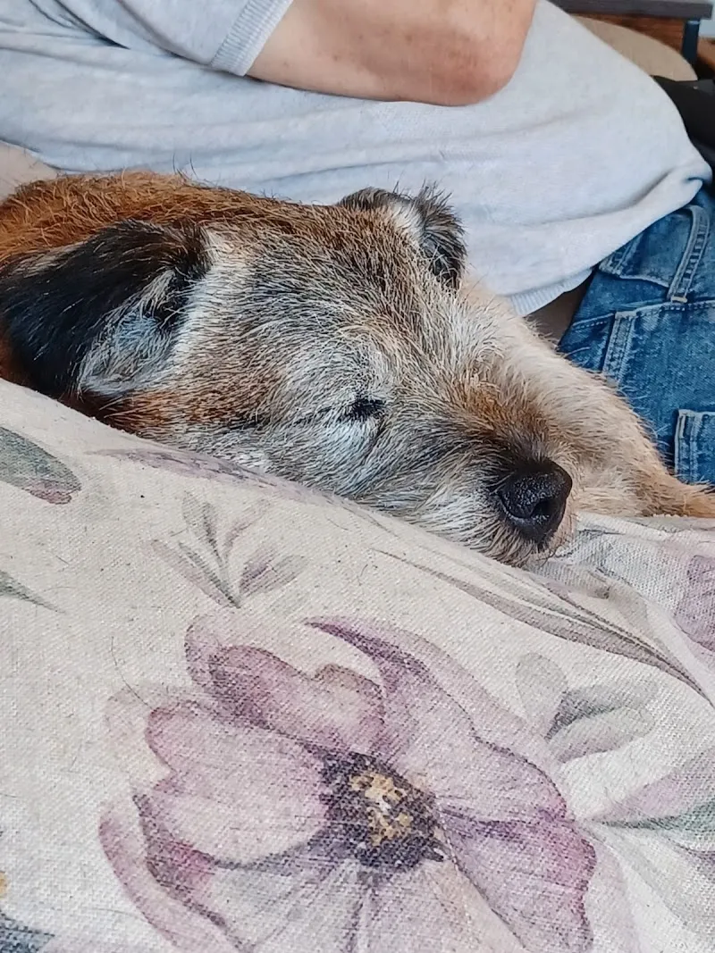 Doggie Holiday Homes Jake