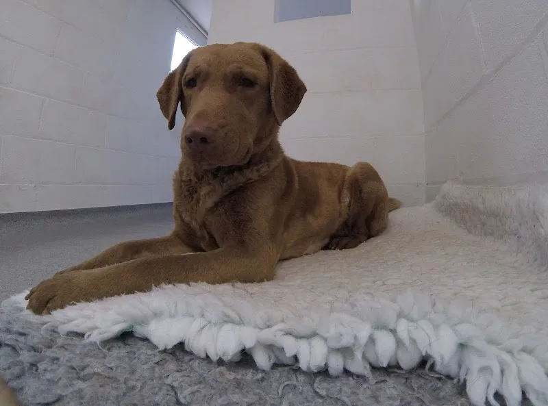 Verstone Boarding Kennels & Cattery