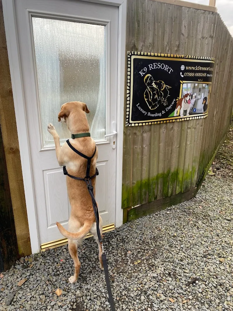 K9 Resort Boarding & Daycare