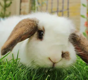 J and M's Bunny Haven - Image 1