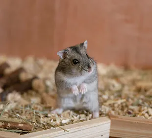 J and M's Bunny Haven - Image 3
