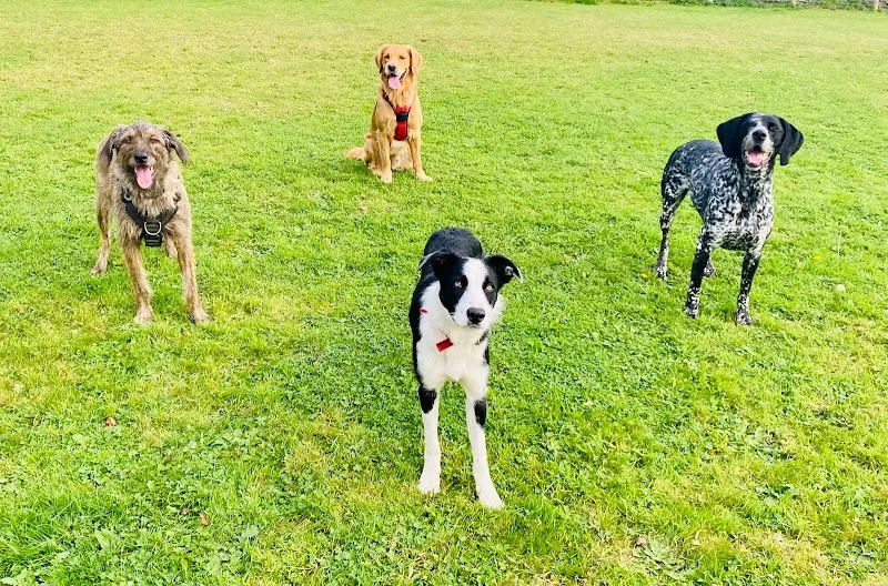 The Dog Cabin