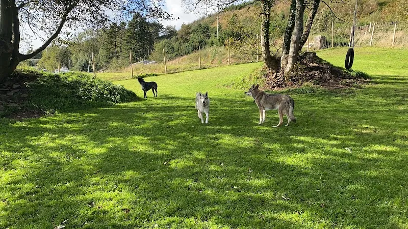 The Dog Cabin