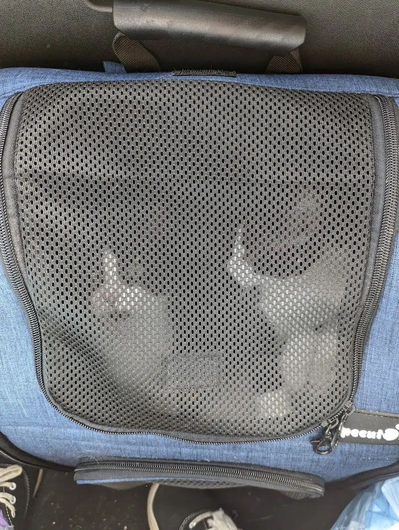 RSPCA Stapeley Grange Cattery