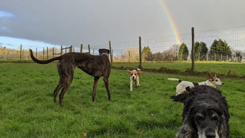 Whitebridge Boarding Kennels