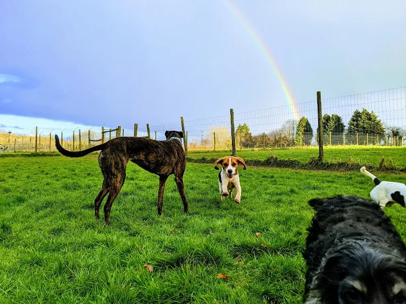 Whitebridge Boarding Kennels