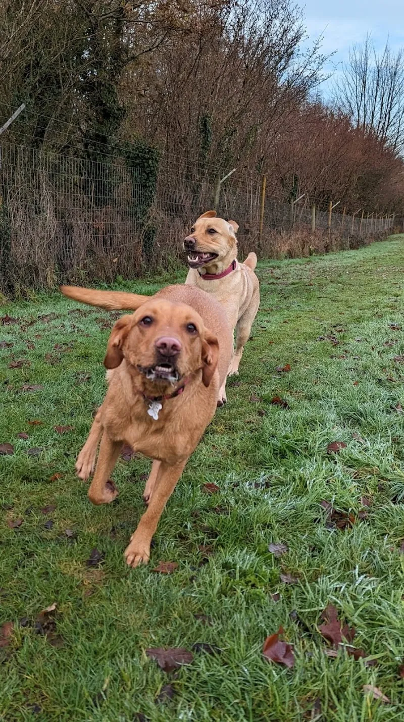 Whitebridge Boarding Kennels